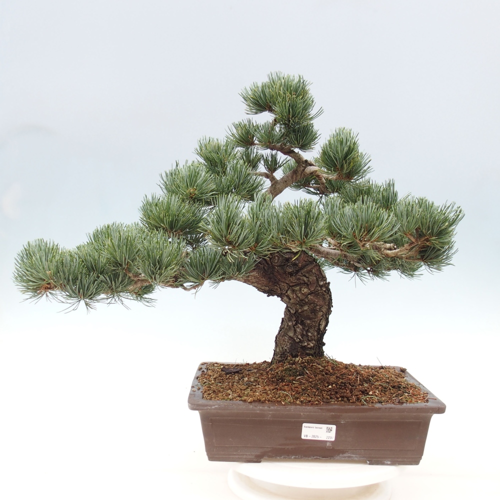 Bonsai da esterno - Pinus parviflora - Pinus parviflora