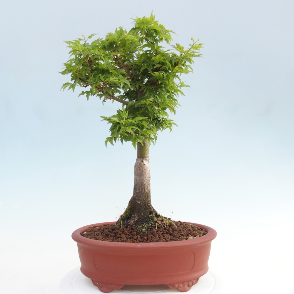 Bonsai da esterno -Palma di Giava Acer palmatum Shishigashira