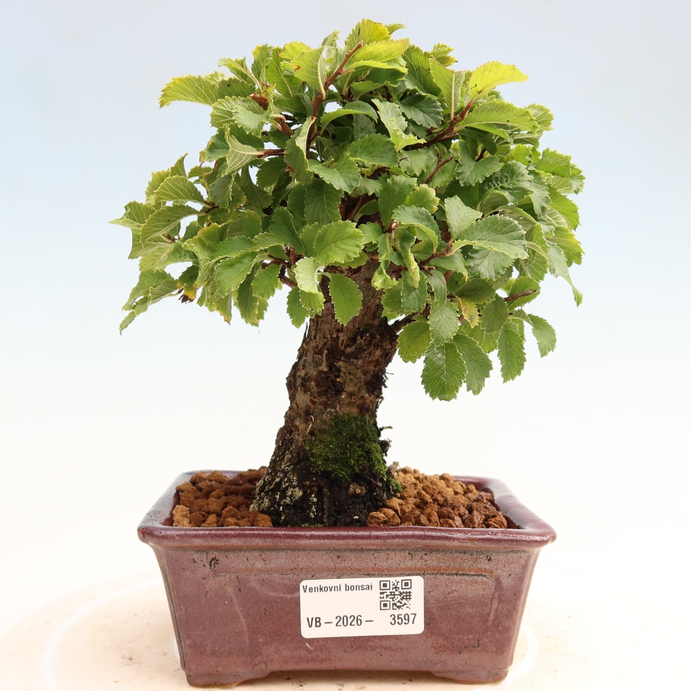 Bonsai da esterno - Zelkova - Zelkova NIRE