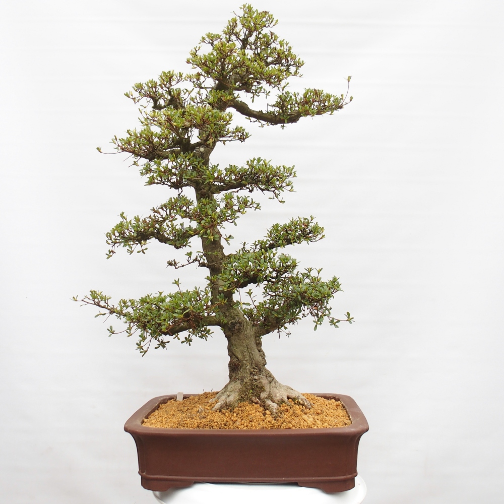 Bonsai da esterno - Azalea giapponese - Azalea Tochizumi