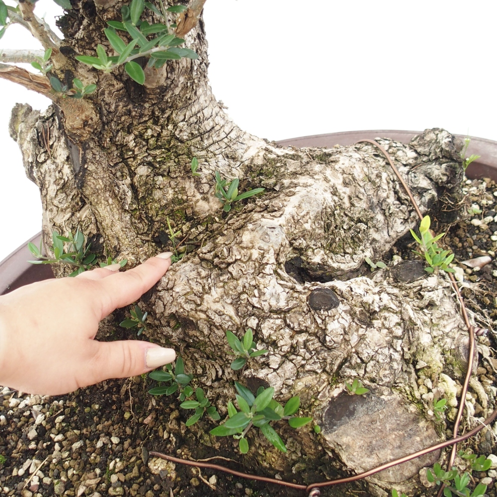 Bonsai da interno - Olea europaea sylvestris