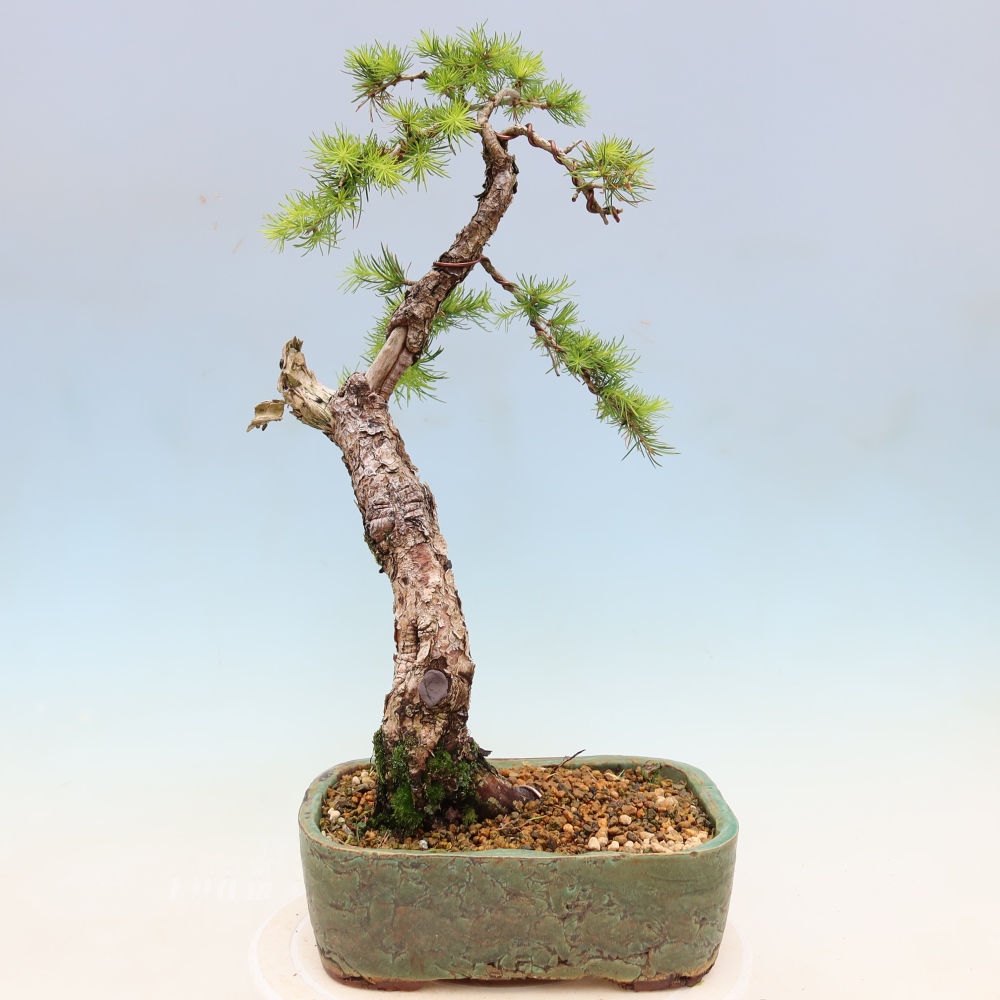 Bonsai da esterno -Larix decidua - Larice