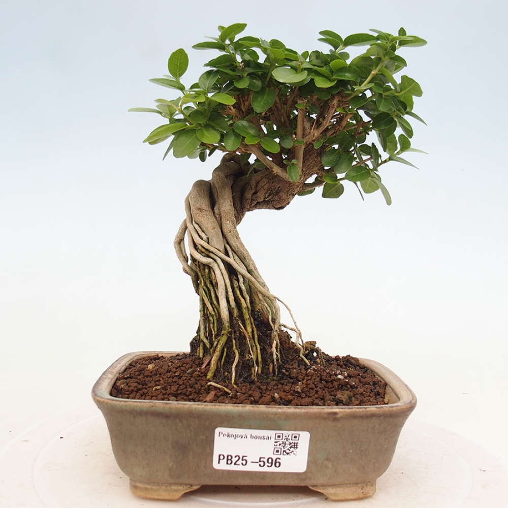 Bonsai da interno - Premna serratifolia - Kozlovna malolista
