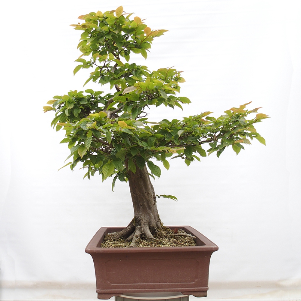 Bonsai da esterno - Carpino - Carpinus betulus