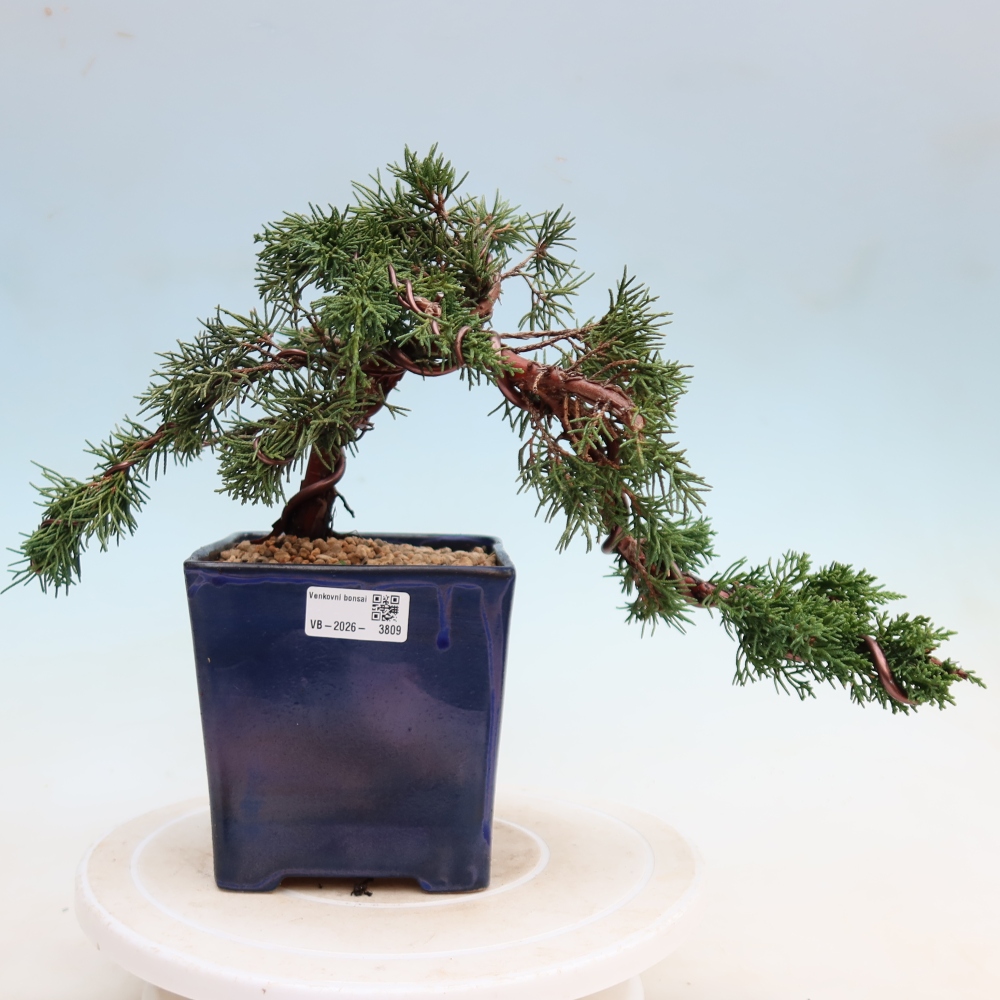 Bonsai da esterno - Juniperus chinensis Kishu