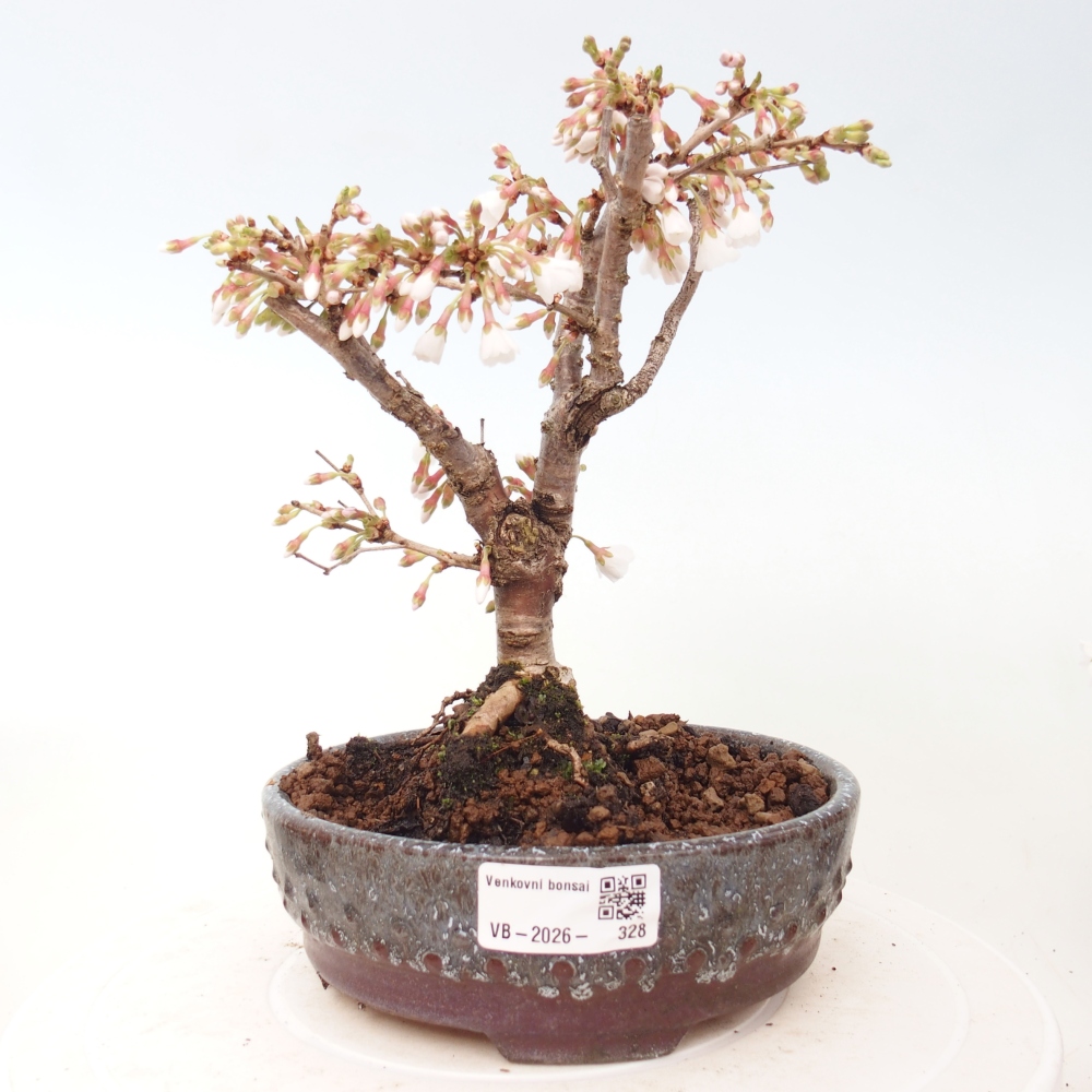 Bonsai da esterno - Prunus incisa Kojou-no mai-Plivon ritagliato