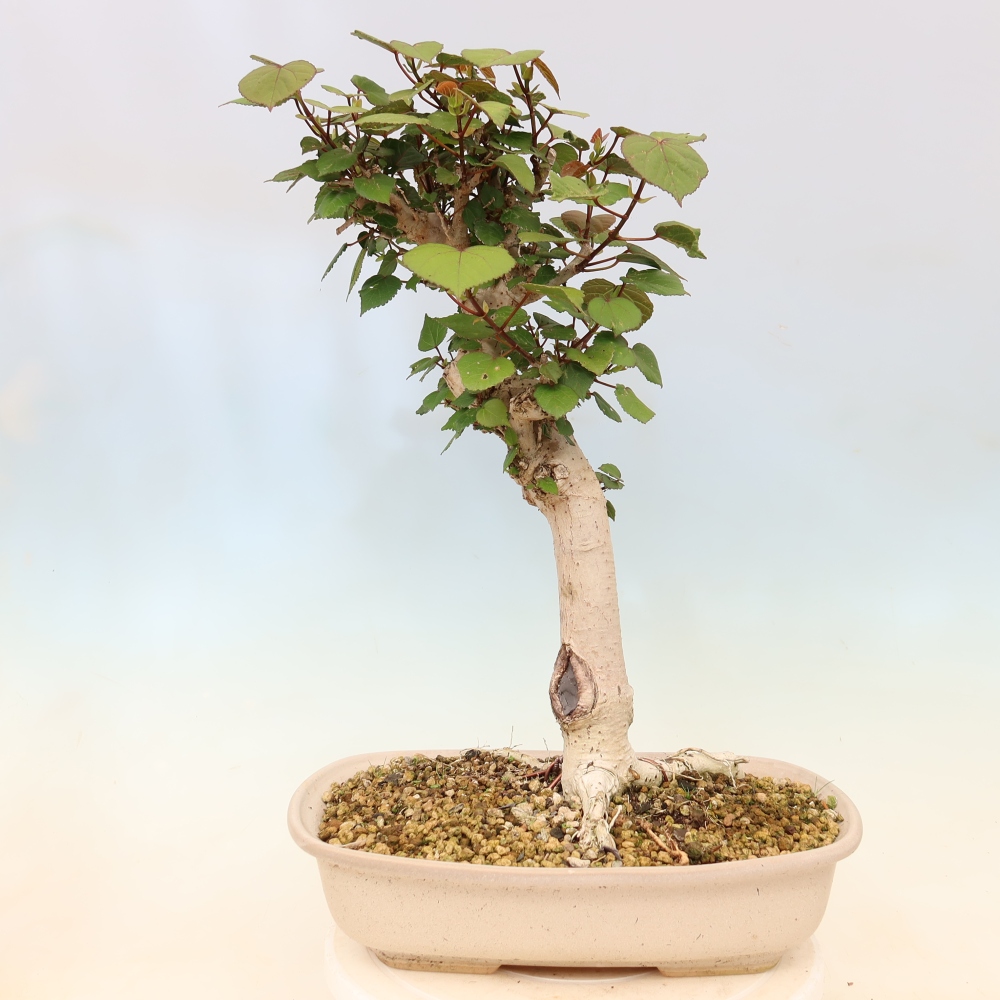 Bonsai da interno - Hibiscus tiliaceus - Ibisco marino