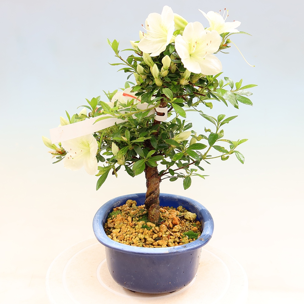 Bonsai da esterno - Azalea giapponese - Azalea Asahi-no-izumi