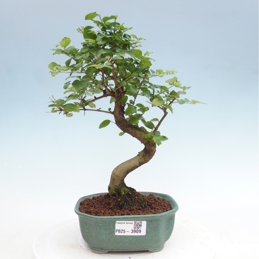 Camera bonsai -Ligustrum chinensis - Becco d'uccello