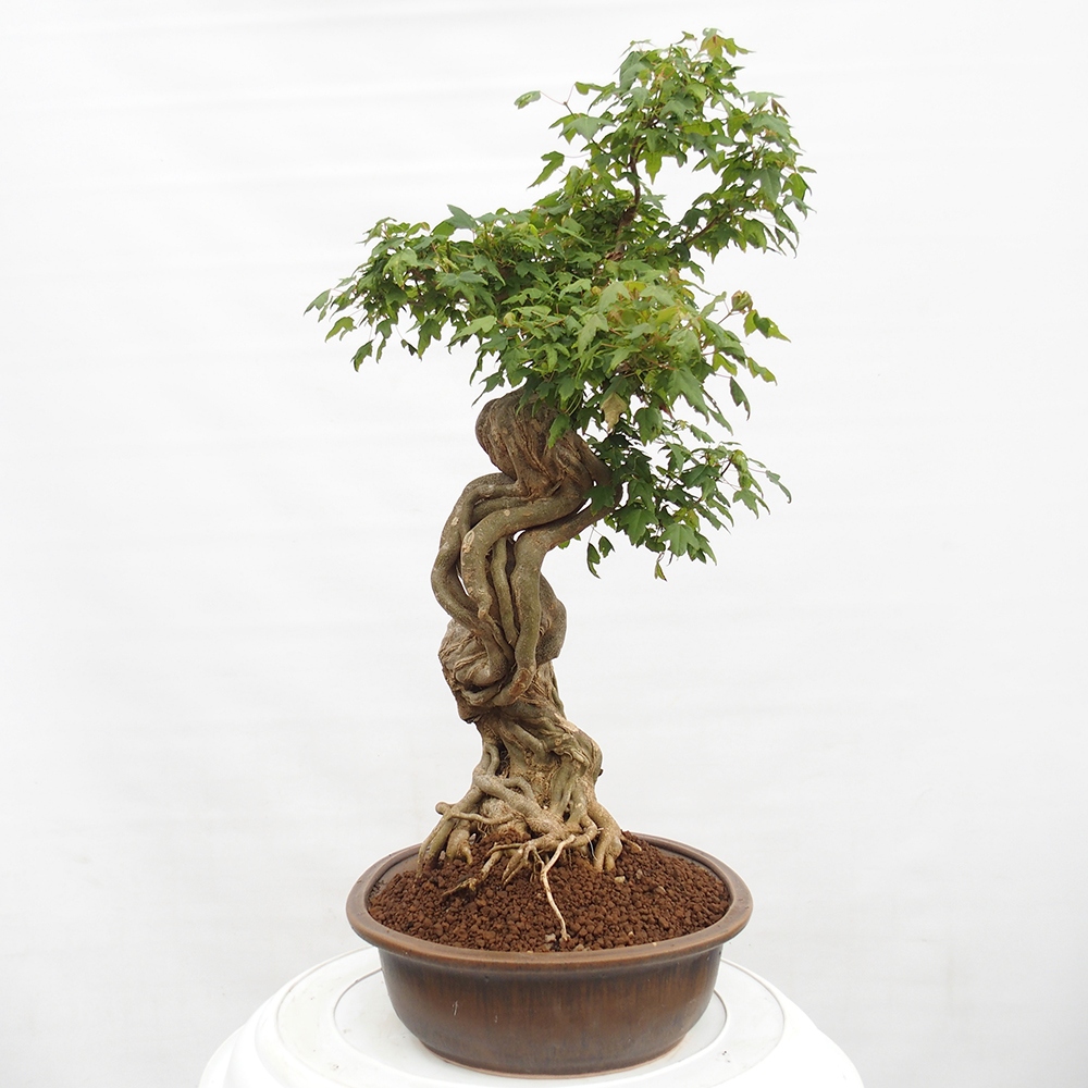 Bonsai da esterno - Acer Buergerianum - Acero di Burger