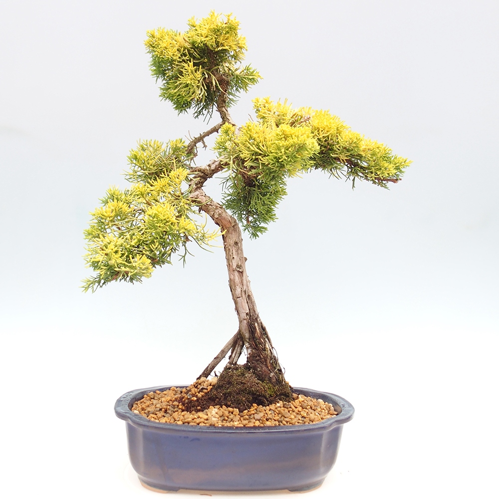 Bonsai da esterno - Juniperus chinensis plumosa aurea