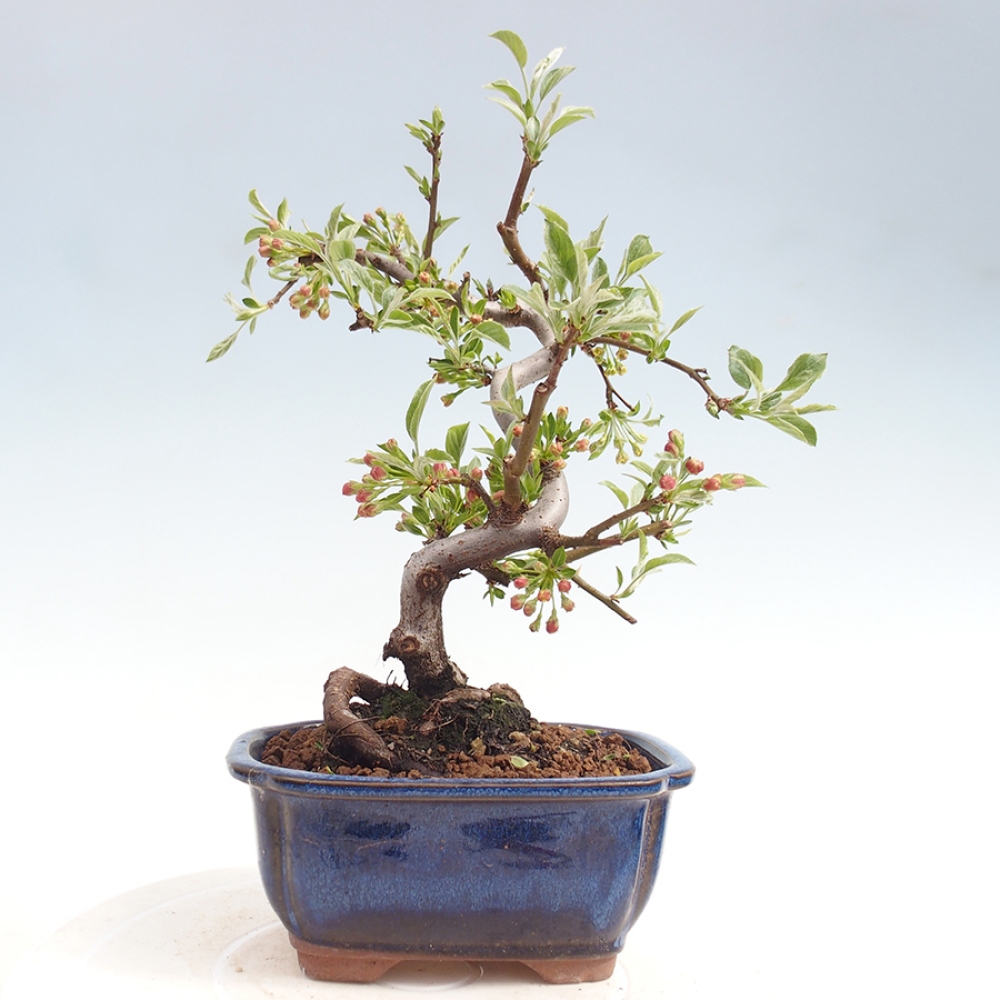 Bonsai da esterno - Malus sargentii - Melo a frutto piccolo