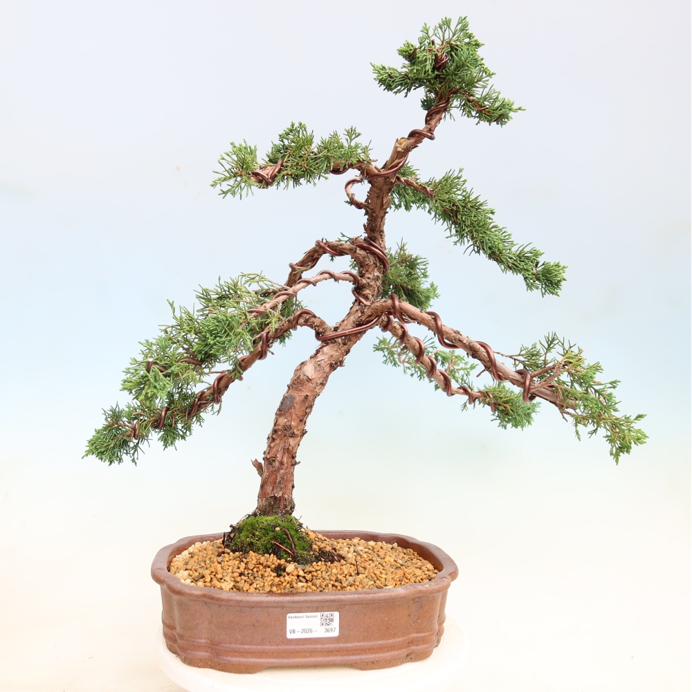 Bonsai da esterno - Juniperus chinensis Kishu