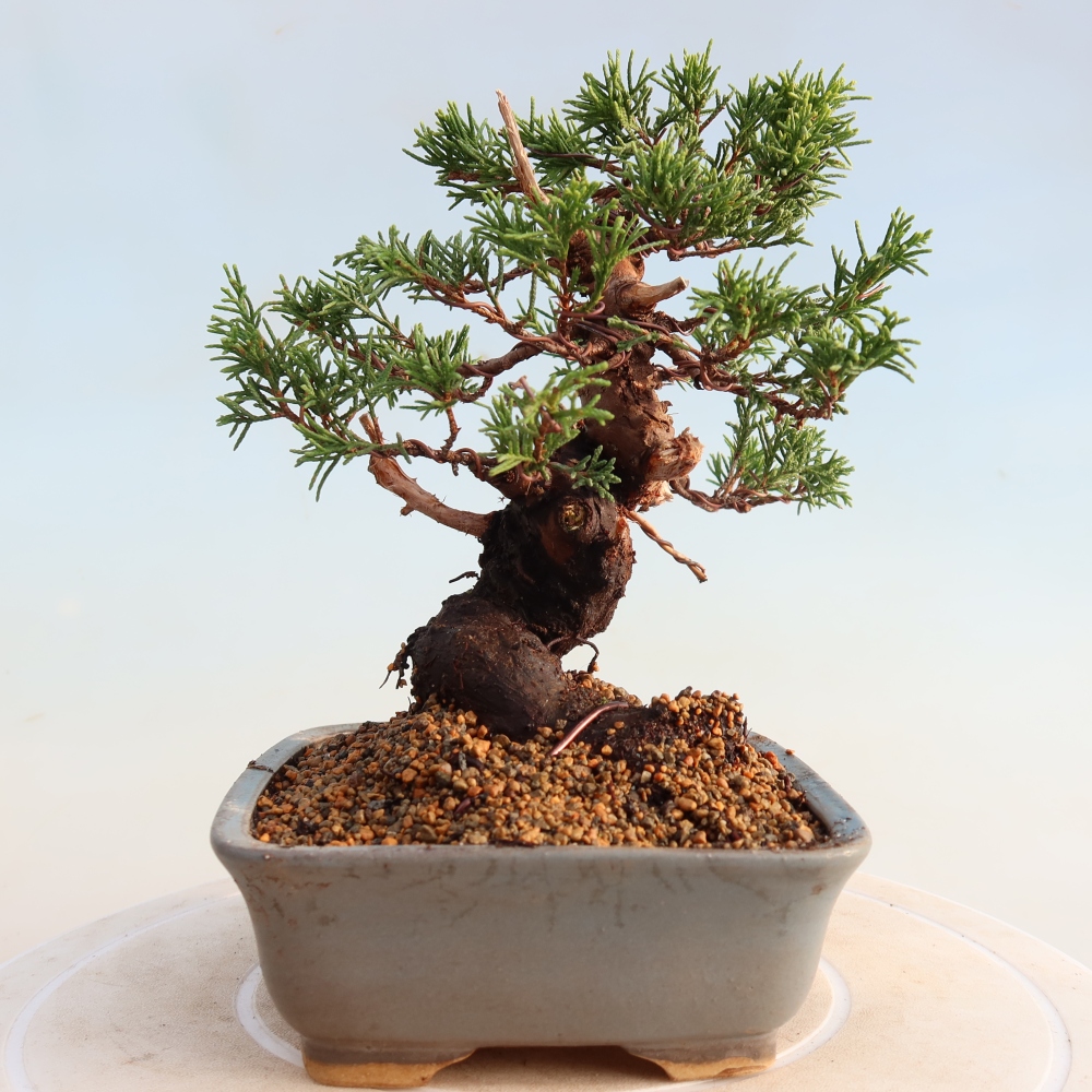 Bonsai da esterno - Juniperus chinensis Itoigawa