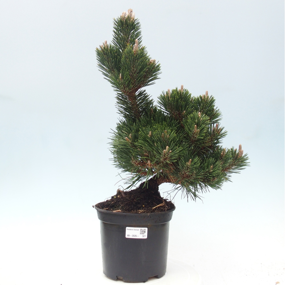 Bonsai da esterno - Pinus thunbergii senjyumaru - Pino di Thunberg