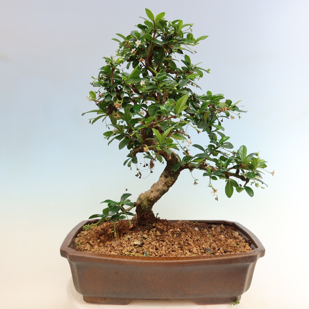 Camera bonsai - Carmona macrophylla - Tea fuki