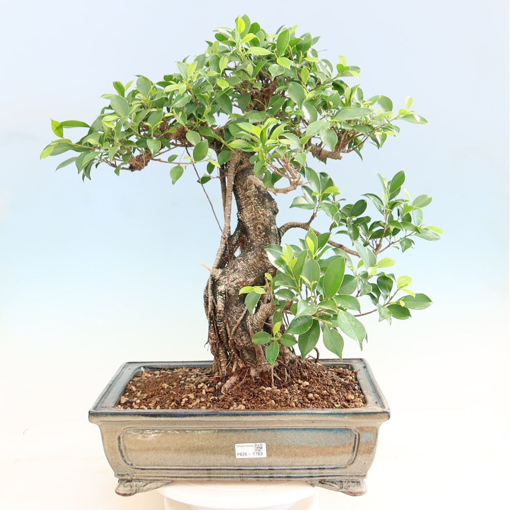 Camera bonsai - Ficus kimmen - ficus a foglie piccole