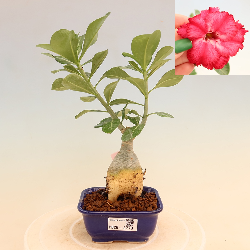 Bonsai da interno - Adenium obesum innestato V.F.S.326  - Rosa del deserto