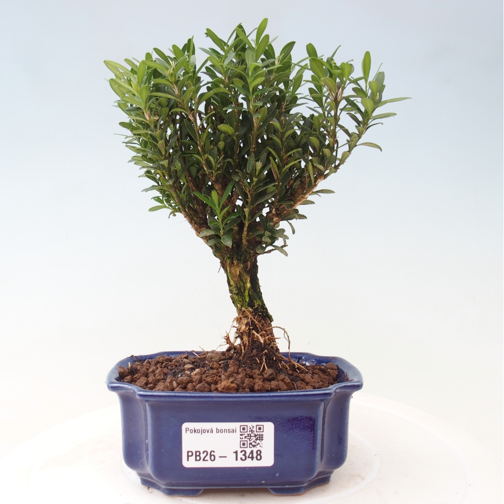 Camera bonsai - Buxus harlandii - buxus da sughero