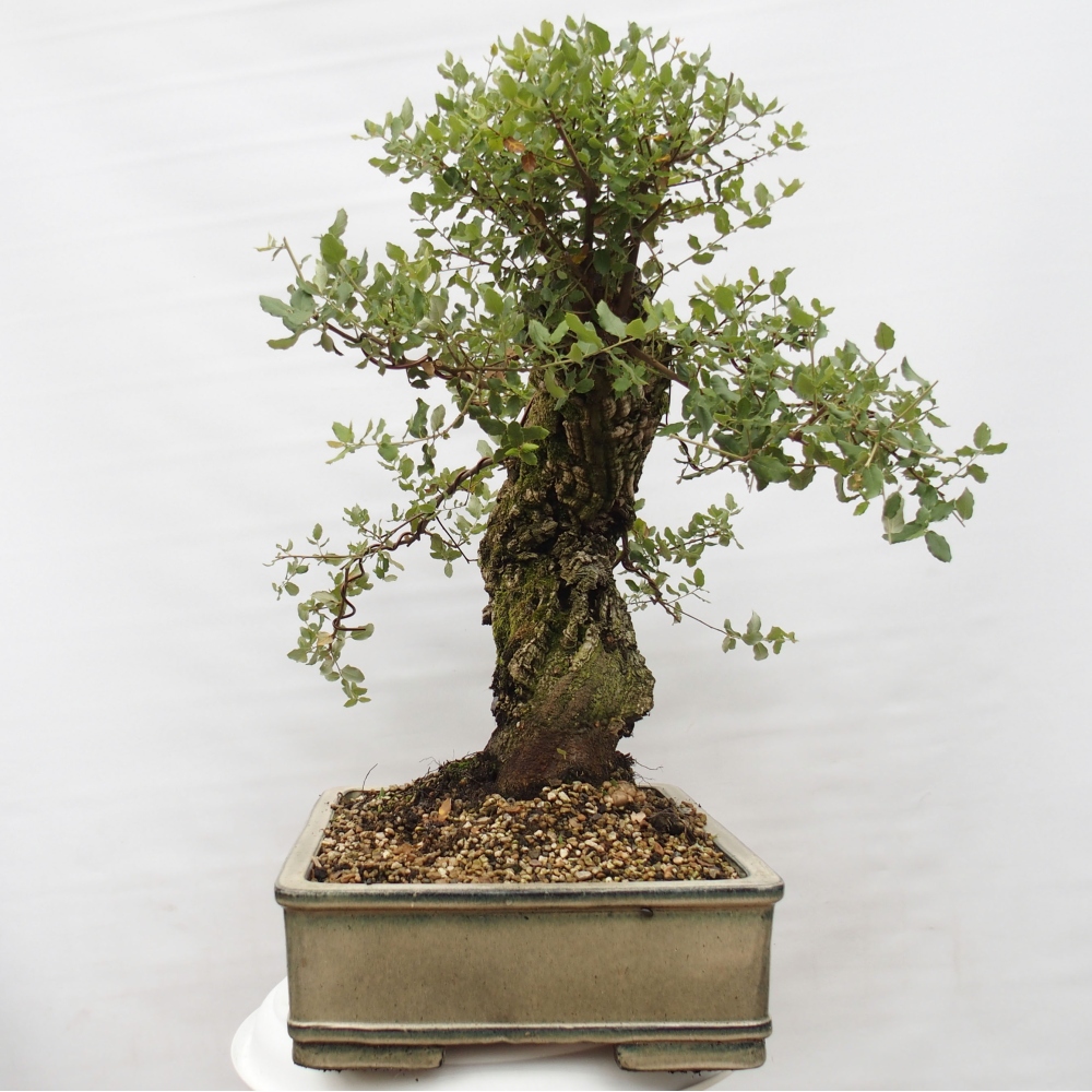 bonsai da esterno Quercus suber - Quercia da sughero