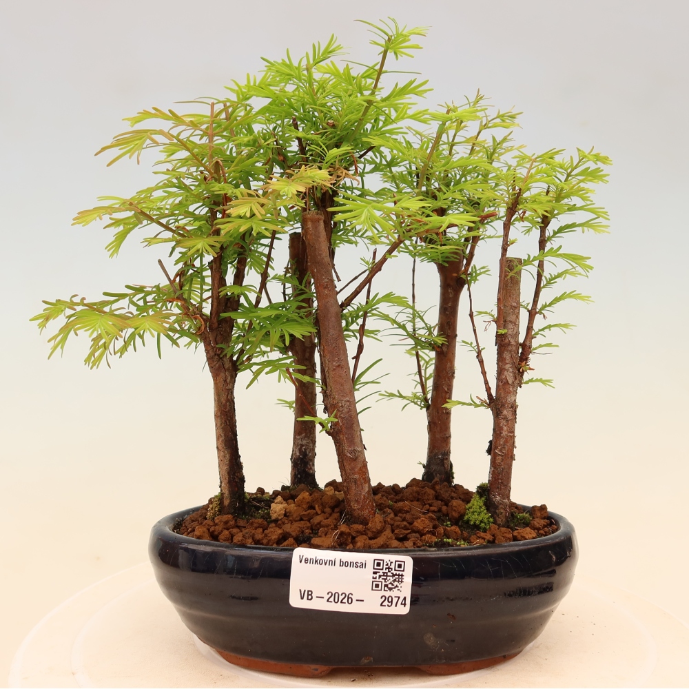 Bonsai da esterno - Metasequoia glyptostroboides - Metasequoia cinese - boschetto
