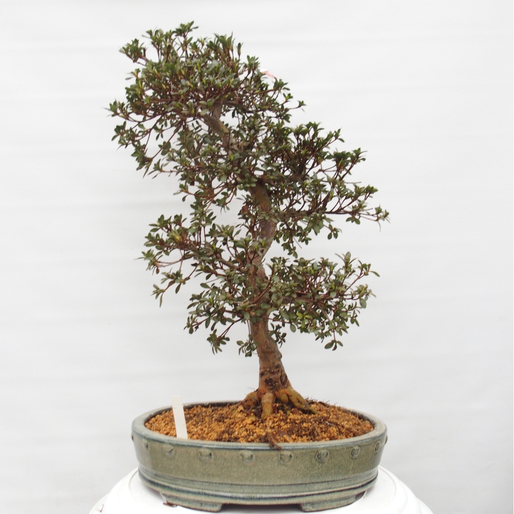 Bonsai da esterno - Azalea giapponese - Azalea Akari