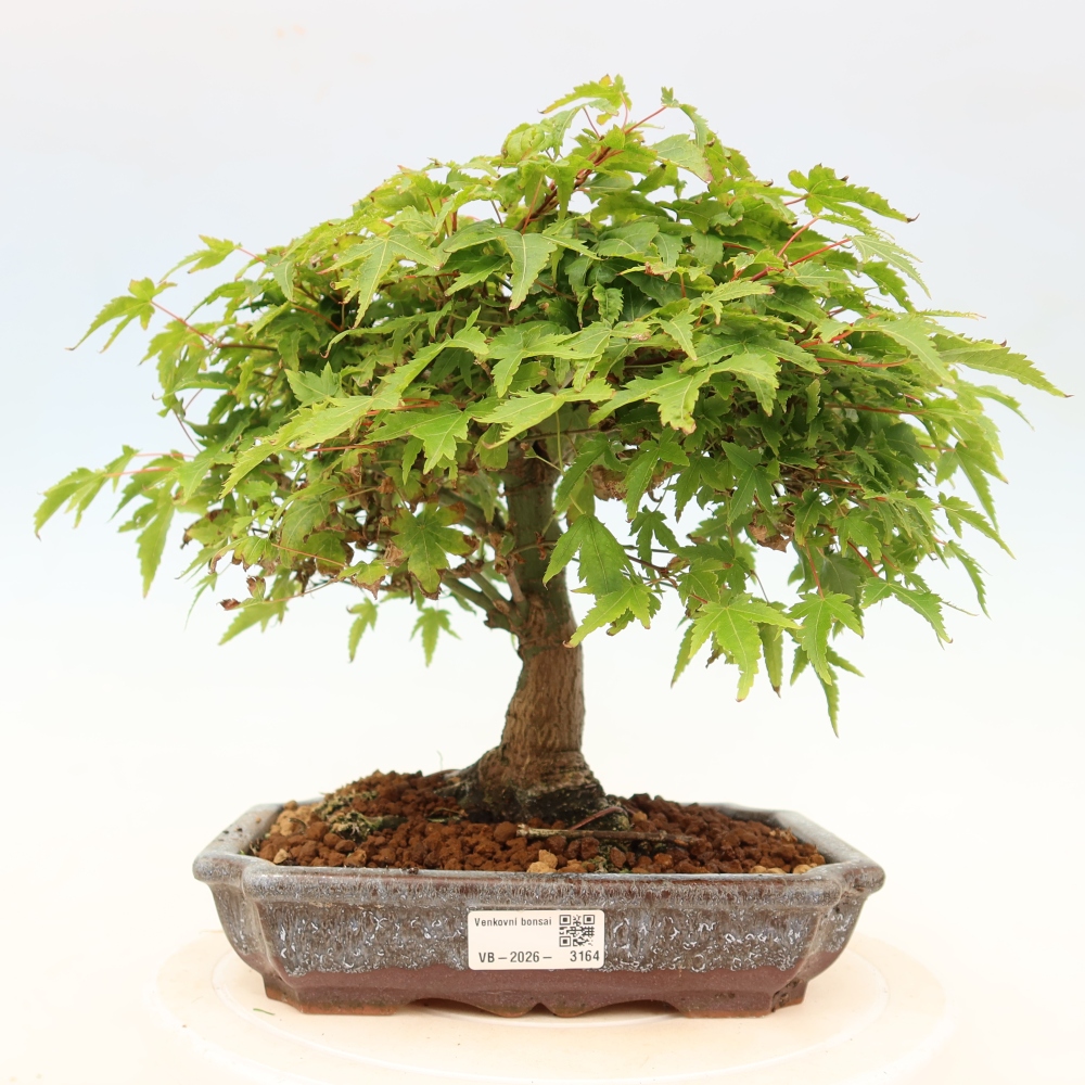Acer palmatum KIOHIME - Acero palmato