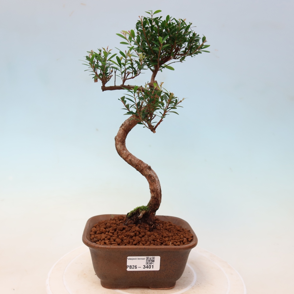 Camera bonsai - Syzygium - Pimento