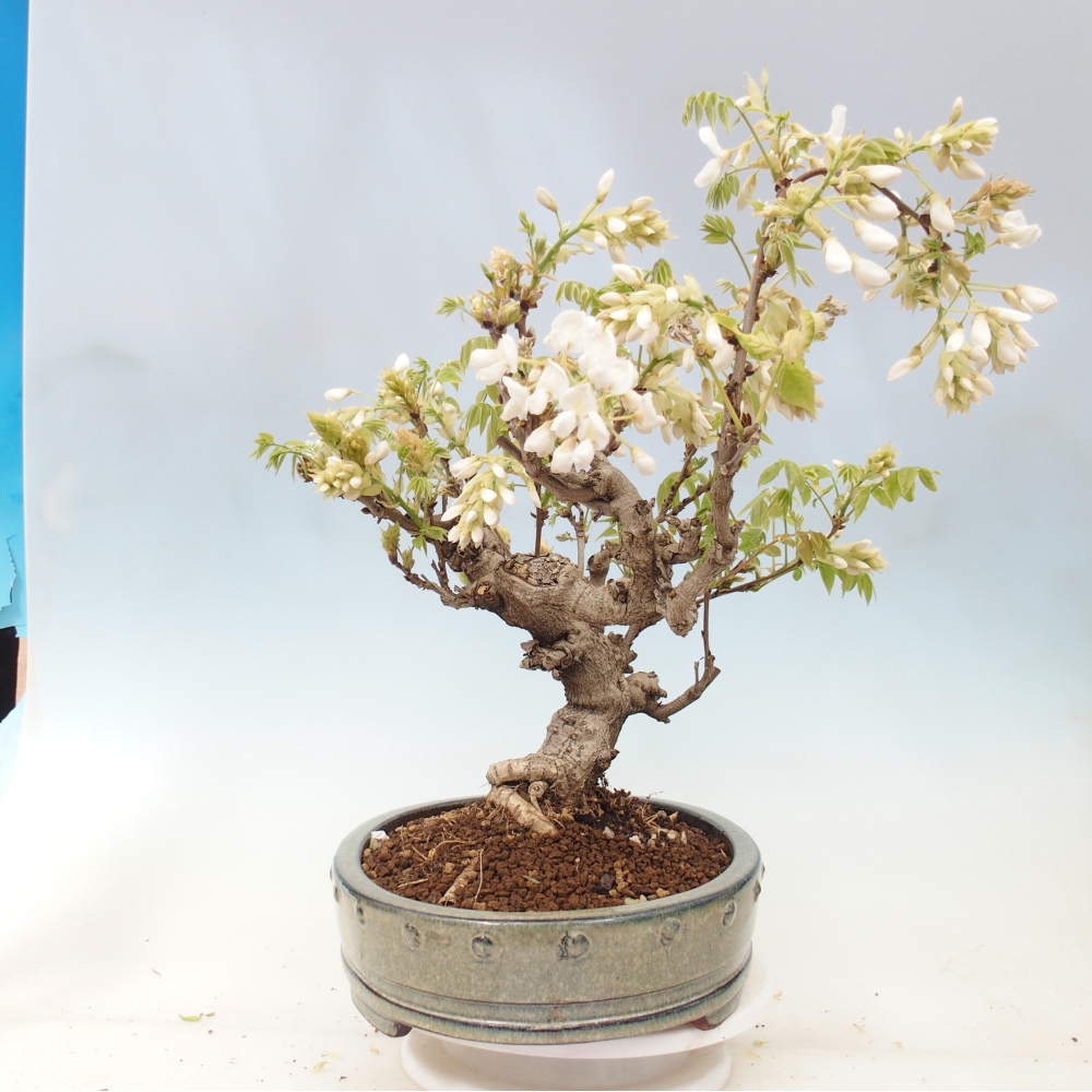 Bonsai da esterno - Vistaria - Glicine