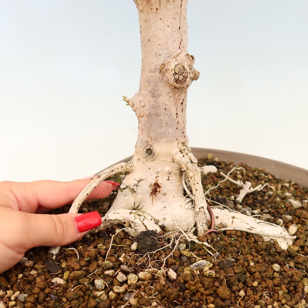 Bonsai da interno - Hibiscus tiliaceus - Ibisco marino