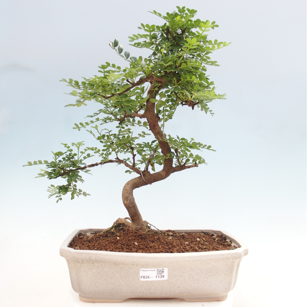 Camera bonsai - Zantoxylum piperitum - albero del pepe