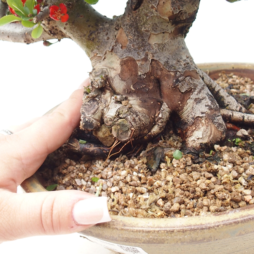 Bonsai da esterno - Chaneomeles speciosa - Cotogno