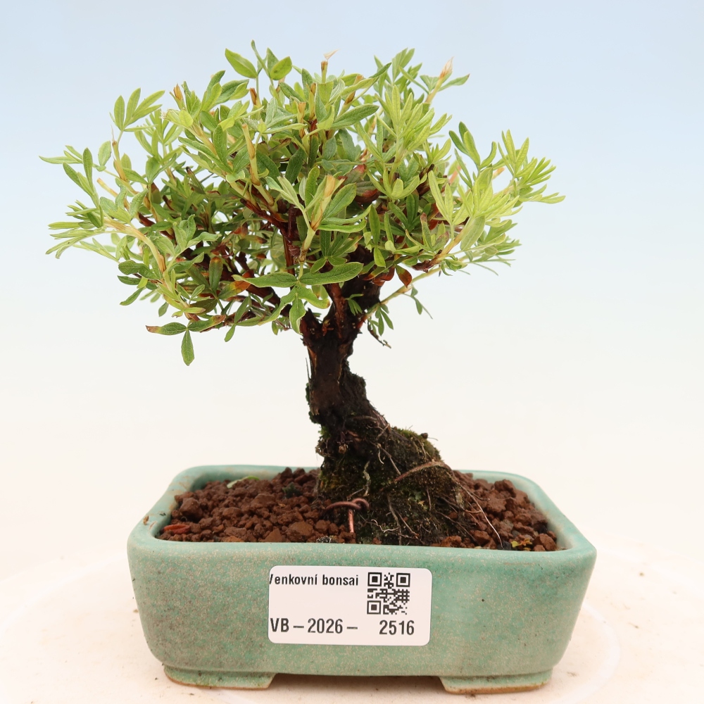 Bonsai da esterno - Potentila fruticosa