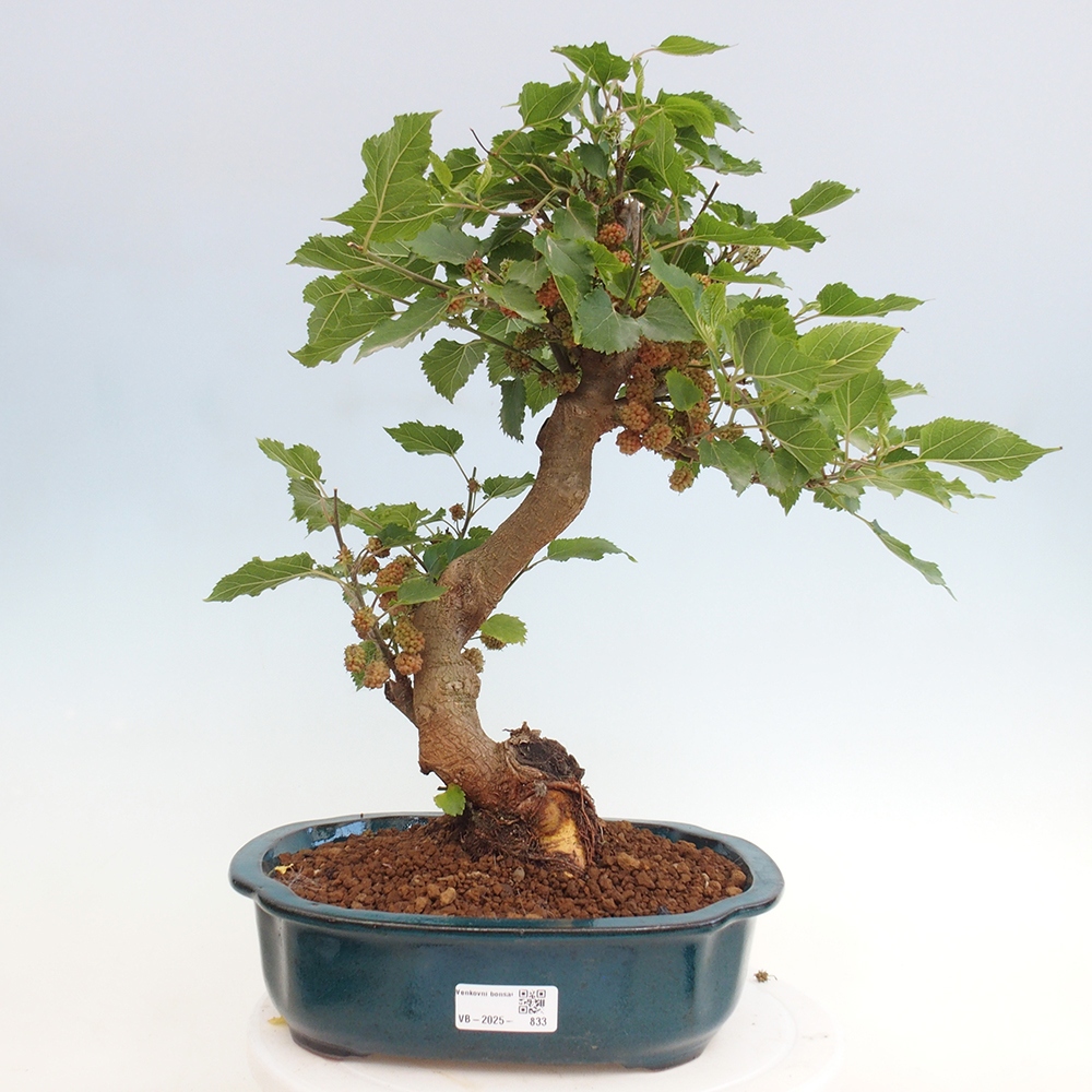 Bonsai da esterno -Morus alba - gelso