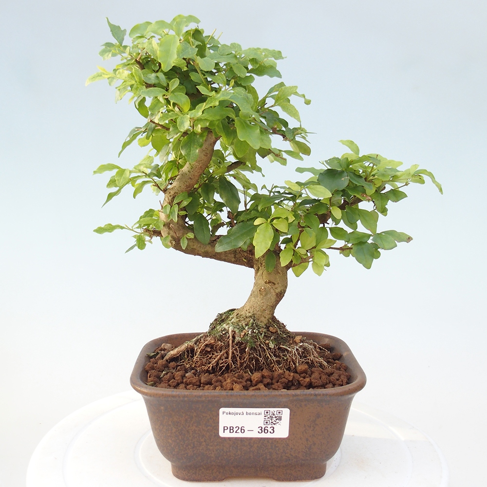 Camera bonsai -Ligustrum chinensis - Becco d'uccello