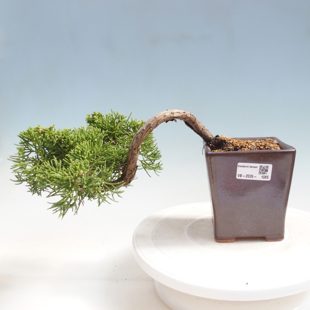 Bonsai da esterno - Juniperus chinensis Kishu