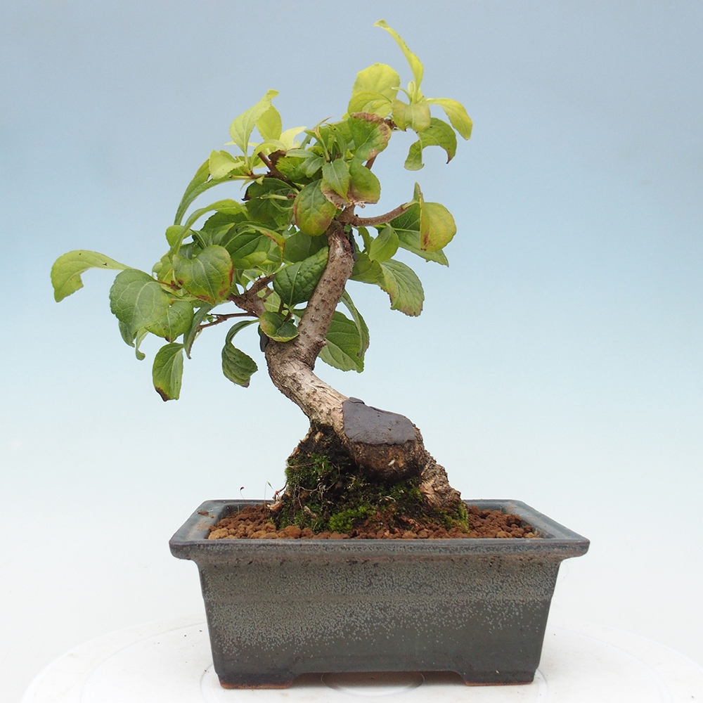 Bonsai da esterno - Celastrus orbiculatus