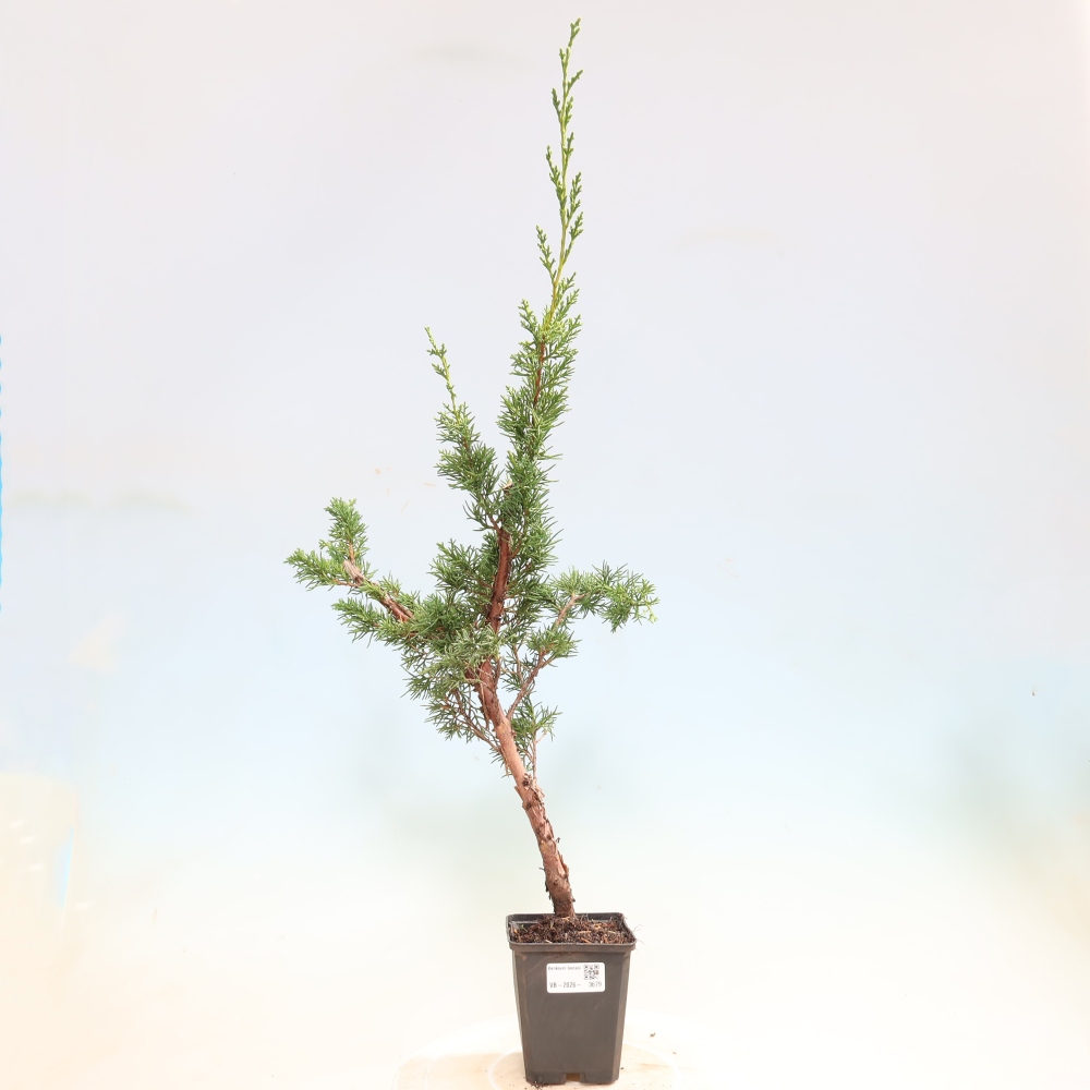 Bonsai da esterno - Juniperus chinensis Kishu