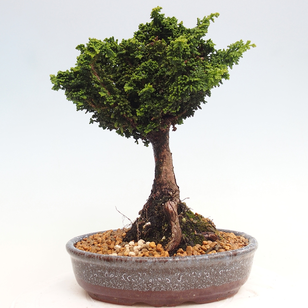 Bonsai da esterno - Cham. obtusa SEKKA HINOKI - Cipresso