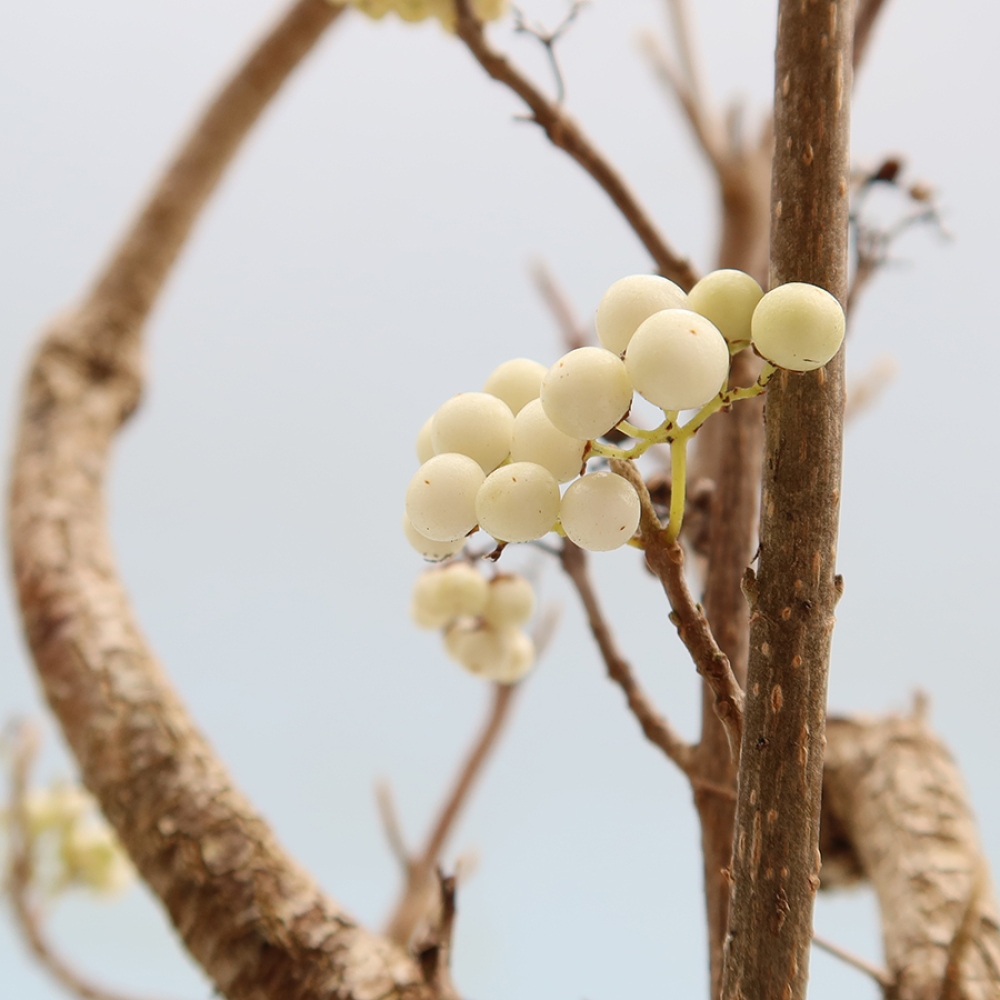Bonsai da esterno - Callicarpa bodinieri Snowqueen - Callicarpa