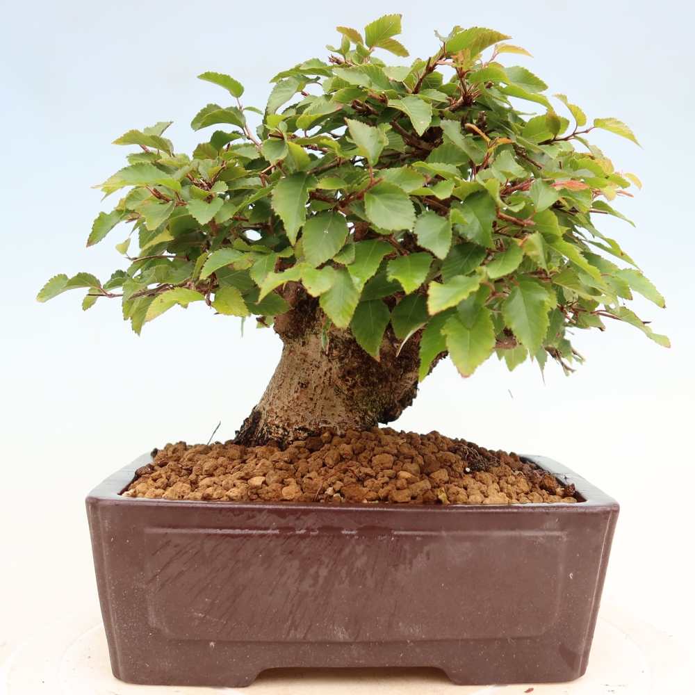 Bonsai da esterno -Carpinus Coreana - Carpino coreano