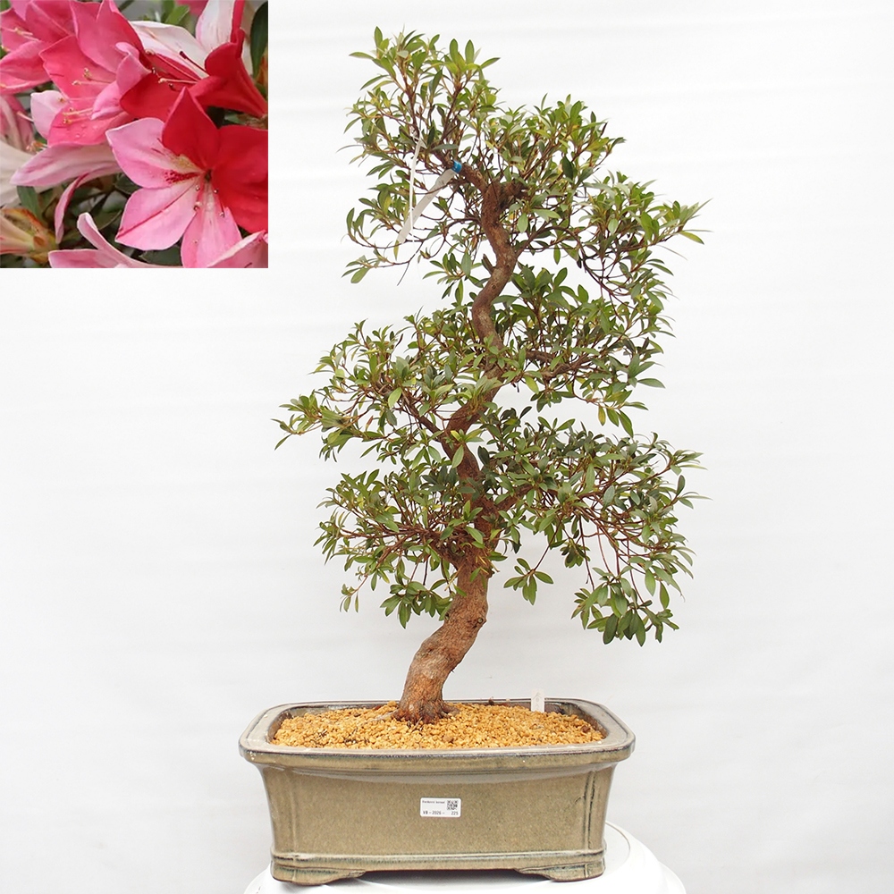 Bonsai da esterno - Azalea giapponese - Azalea Haruurara