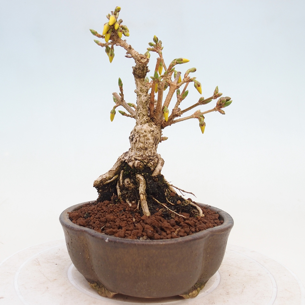 Bonsai da esterno - Zlatice - Forsythia intermedia