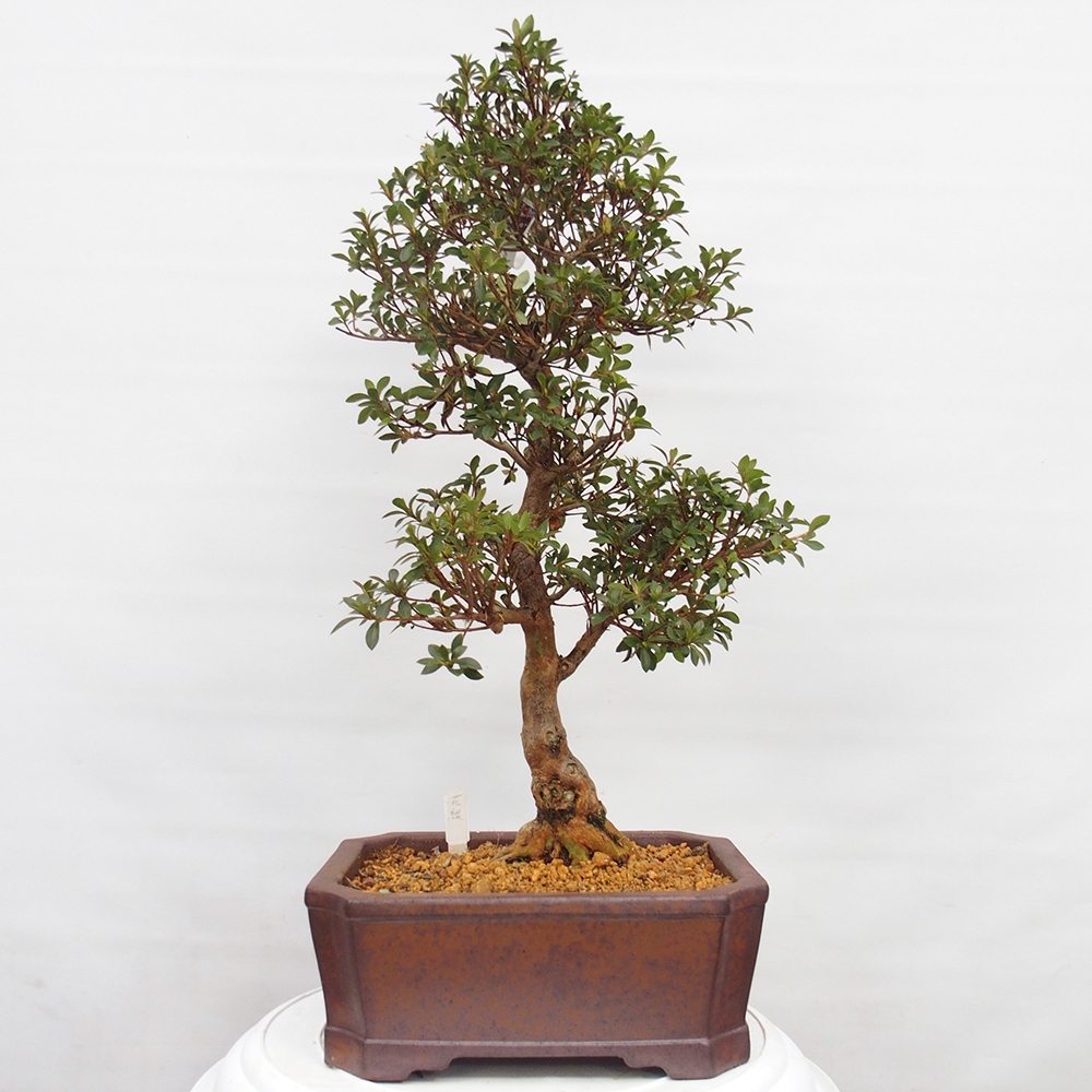 Bonsai da esterno - Azalea giapponese - Azalea Hanatsuzuri