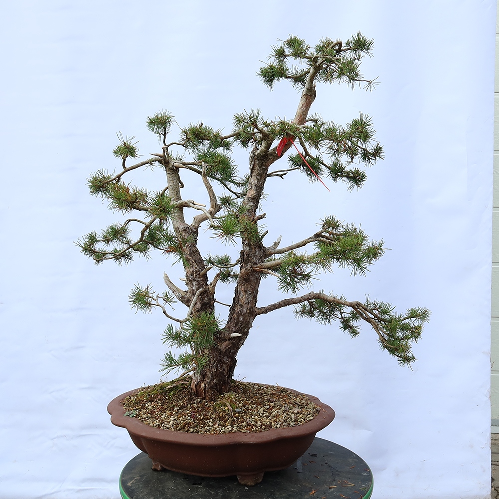 Pinus sylvestris Spagna - pino silvestre
