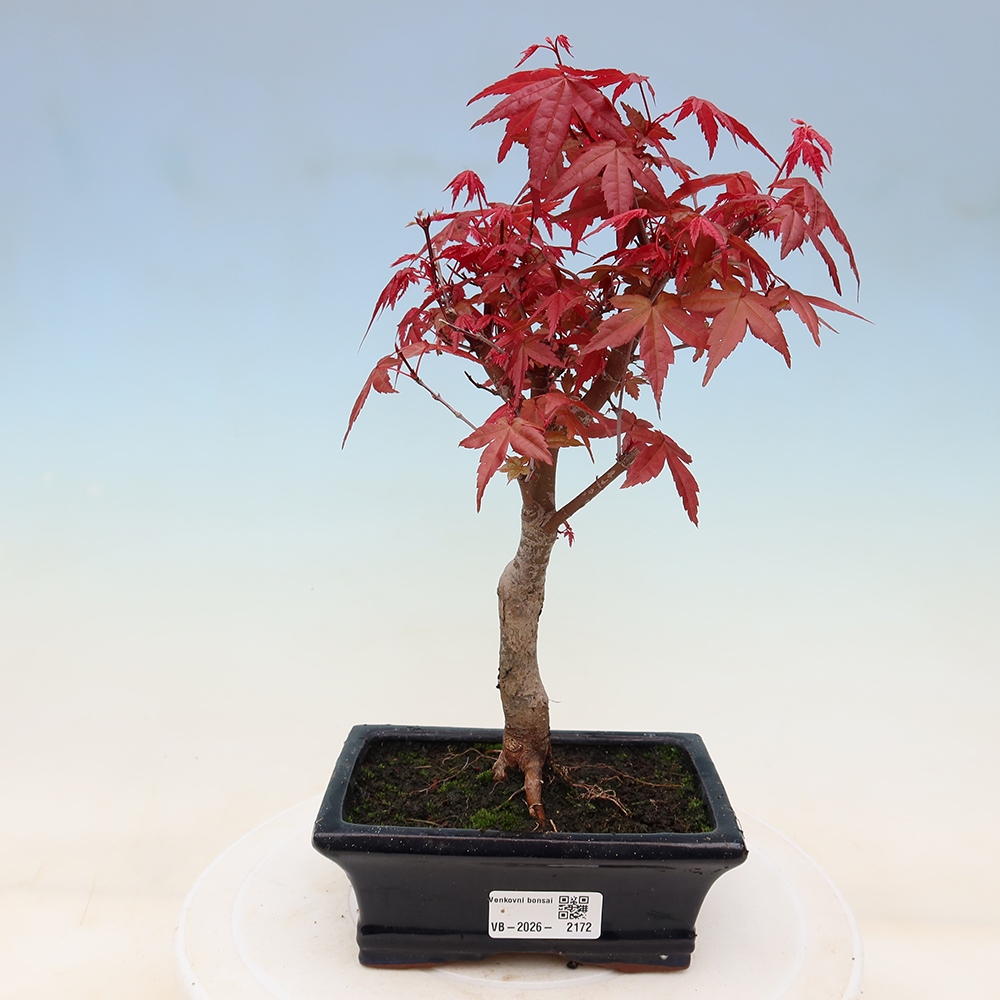 Bonsai da esterno - Acer palmatum DESHOJO