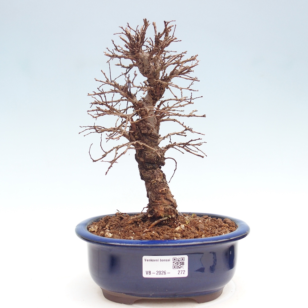 Bonsai da esterno - Zelkova - Zelkova NIRE
