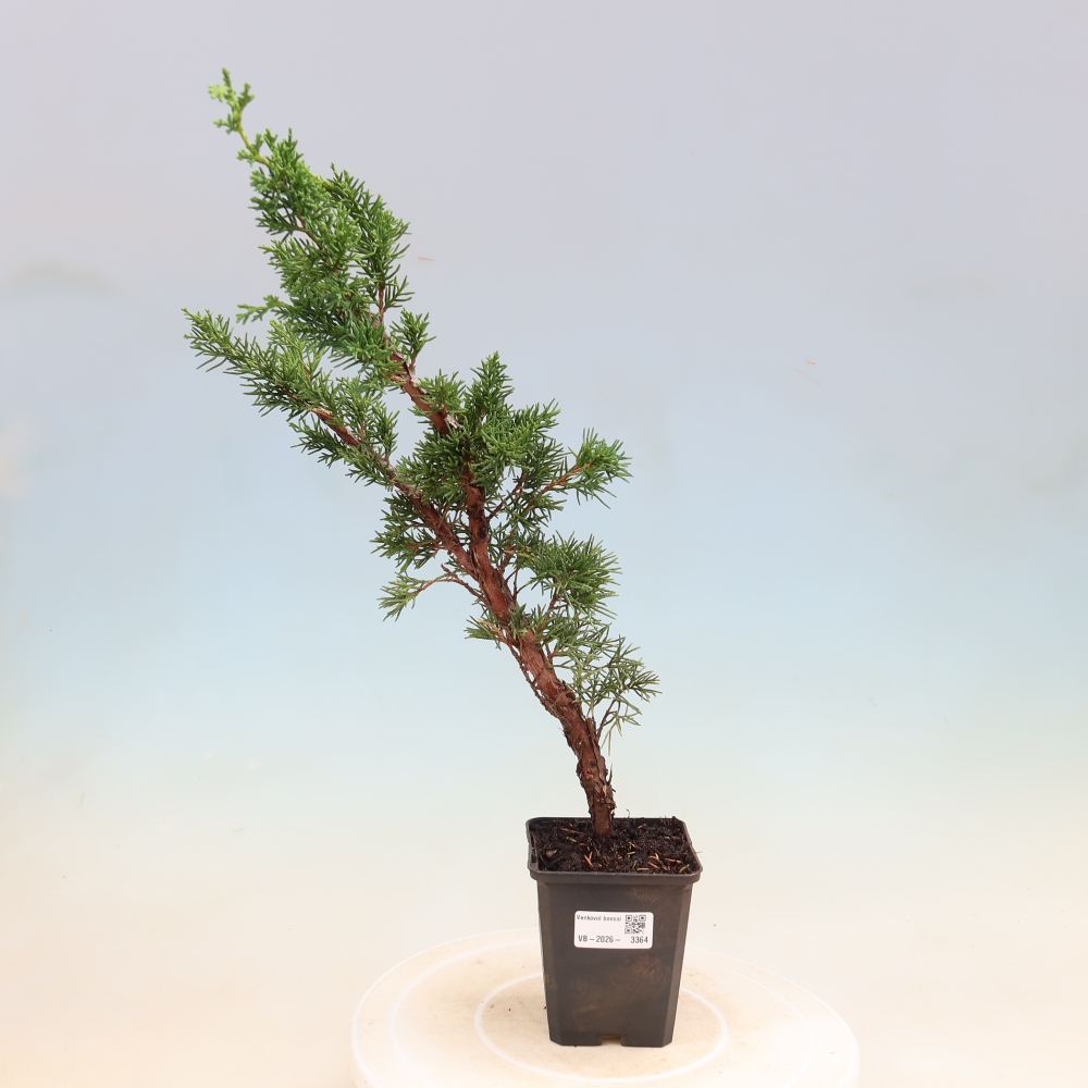 Bonsai da esterno - Juniperus chinensis Kishu