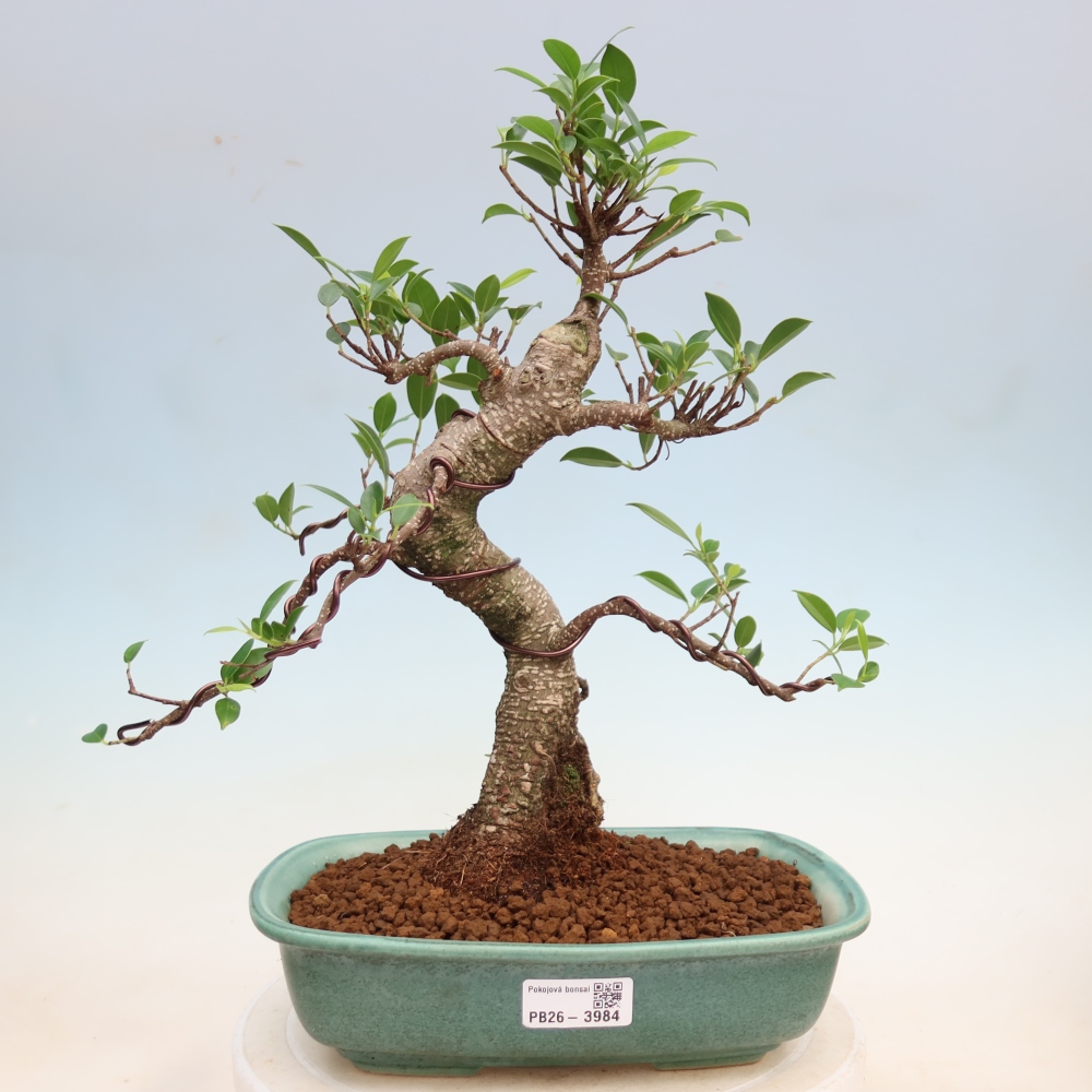 Camera bonsai - Ficus kimmen - ficus a foglie piccole