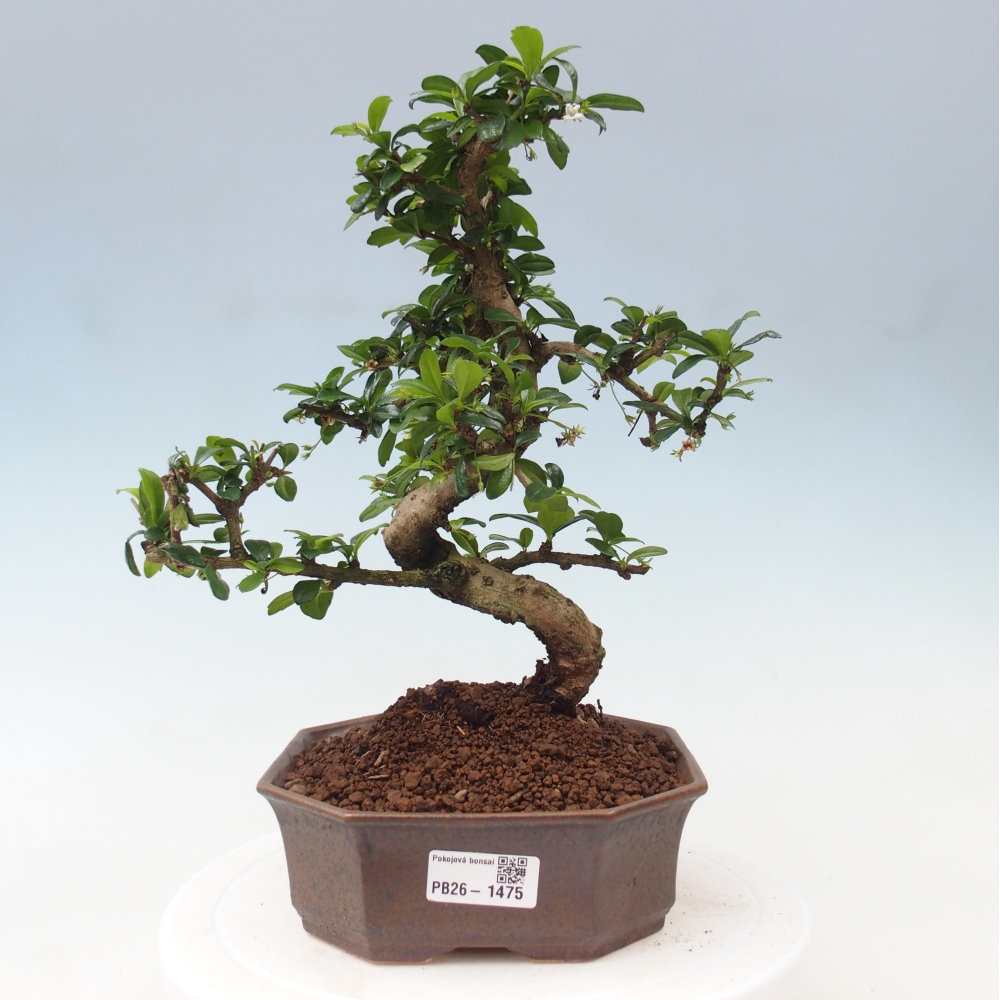 Camera bonsai - Carmona macrophylla - Tea fuki